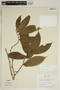Piper ottoniifolium C. DC., Panama, A. H. Gentry 6219, F