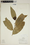 Piper ottoniifolium C. DC., Panama, P. Busey 908, F