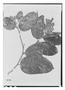 Field Museum photo negatives collection; Paris specimen of Licania majuscula Sagot, French Guiana, M. Mélinon s.n., Holotype, P