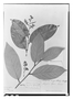 Field Museum photo negatives collection; Paris specimen of Moquilea sprucei Hook. f., Brazil, R. Spruce 1801, Isotype, P