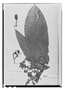 Field Museum photo negatives collection; Paris specimen of Virola multinervia Ducke, Brazil, A. Ducke, Type [status unknown], P