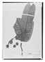 Field Museum photo negatives collection; Paris specimen of Virola villosa Ducke, Brazil, A. Ducke, Type [status unknown], P