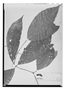 Field Museum photo negatives collection; Paris specimen of Mollinedia campanulacea Tul., Colombia, J. Goudot, Type [status unknown], P