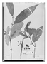 Field Museum photo negatives collection; Paris specimen of Mollinedia ibaguensis Tul., Colombia, J. Goudot, Type [status unknown], P