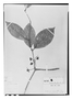 Field Museum photo negatives collection; Paris specimen of Mollinedia macrantha Tul., Colombia, J. J. Linden 850, Type [status unknown], P