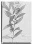 Field Museum photo negatives collection; Paris specimen of Mollinedia nigrescens Tul., Mexico, A. B. Ghiesbreght 64, Type [status unknown], P