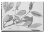 Field Museum photo negatives collection; Paris specimen of Mollinedia orizabae Perkins, Mexico, M. Botteri 979, Type [status unknown], P