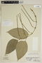Piper paulowniifolium image