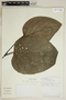Piper paulowniifolium image