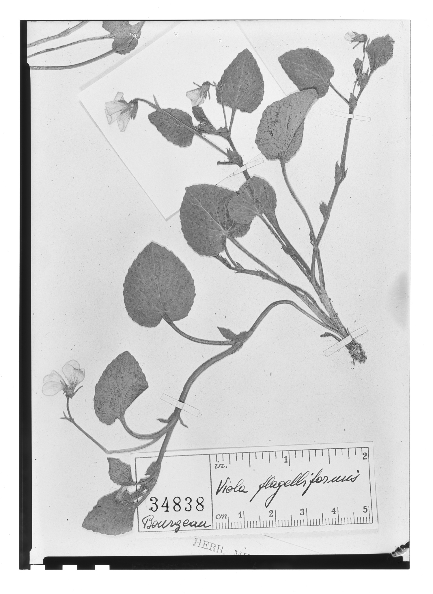 Viola flagelliformis image