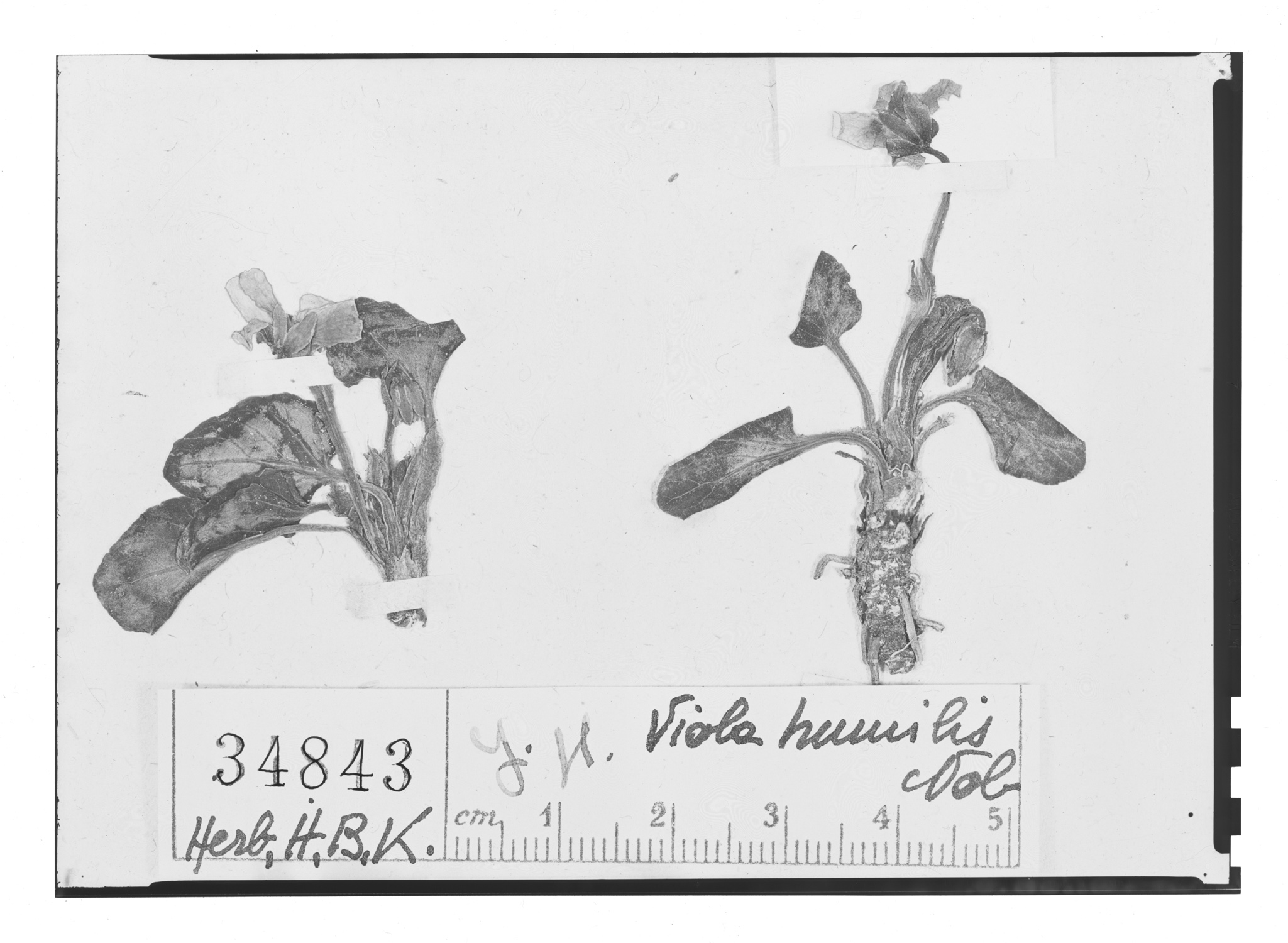 Viola humilis image