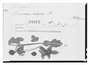 Field Museum photo negatives collection; Paris specimen of Amoreuxia unipora Tiegh., Bolivia, A. C. V. M. D. d'Orbigny 915, Holotype, P