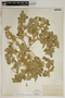 Croton setiger Hook., U.S.A., H. E. Hasse, F