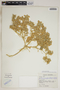 Croton setiger Hook., U.S.A., S. F. Glassman 5502, F