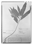 Field Museum photo negatives collection; Paris specimen of Monnina longifolia (Poir.) DC., Brazil, Type [status unknown], P