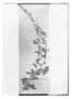 Field Museum photo negatives collection; Paris specimen of Monnina resedoides A. St.-Hil., Uruguay, A. Saint-Hilaire, Type [status unknown], P