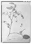 Field Museum photo negatives collection; Paris specimen of Securidaca pubescens var. ovata DC., Peru, H. Ruíz L., Type [status unknown], P