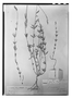 Field Museum photo negatives collection; Paris specimen of Polygala areguensis A. W. Benn., Paraguay, B. Balansa 2184, Type [status unknown], P