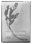 Field Museum photo negatives collection; Paris specimen of Polygala caracasana Kunth, Venezuela, F. W. H. A. von Humboldt, Type [status unknown], P