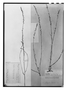 Field Museum photo negatives collection; Paris specimen of Polygala durantiana A. St.-Hil., Uruguay, A. Saint-Hilaire, Type [status unknown], P