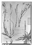 Field Museum photo negatives collection; Paris specimen of Polygala linoides Poir., Uruguay, Type [status unknown], P