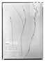Field Museum photo negatives collection; Paris specimen of Polygala monticola Kunth, Guyana, F. W. H. A. von Humboldt, Type [status unknown], P