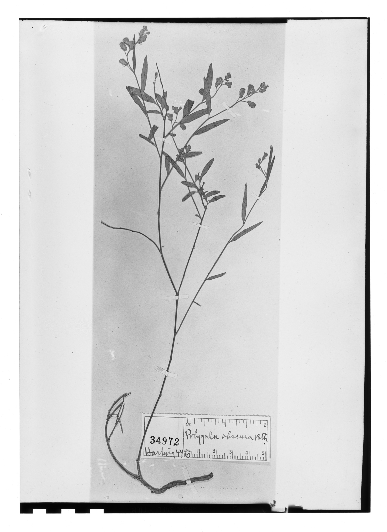Polygala obscura image