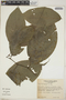 Piper peracuminatum image