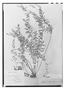 Field Museum photo negatives collection; Paris specimen of Polygala roubienna A. St.-Hil., Brazil, A. Saint-Hilaire, Type [status unknown], P