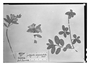 Field Museum photo negatives collection; Paris specimen of Polygala unguiculata Poir., Brazil, A. Saint-Hilaire, Type [status unknown], P