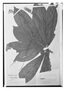 Field Museum photo negatives collection; Paris specimen of Roupala sessilifolia Rich., French Guiana, J. B. Leblond 224, Holotype, P