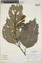Piper pergamentifolium image
