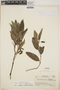 Piper phytolaccifolium image