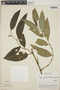 Piper phytolaccifolium image