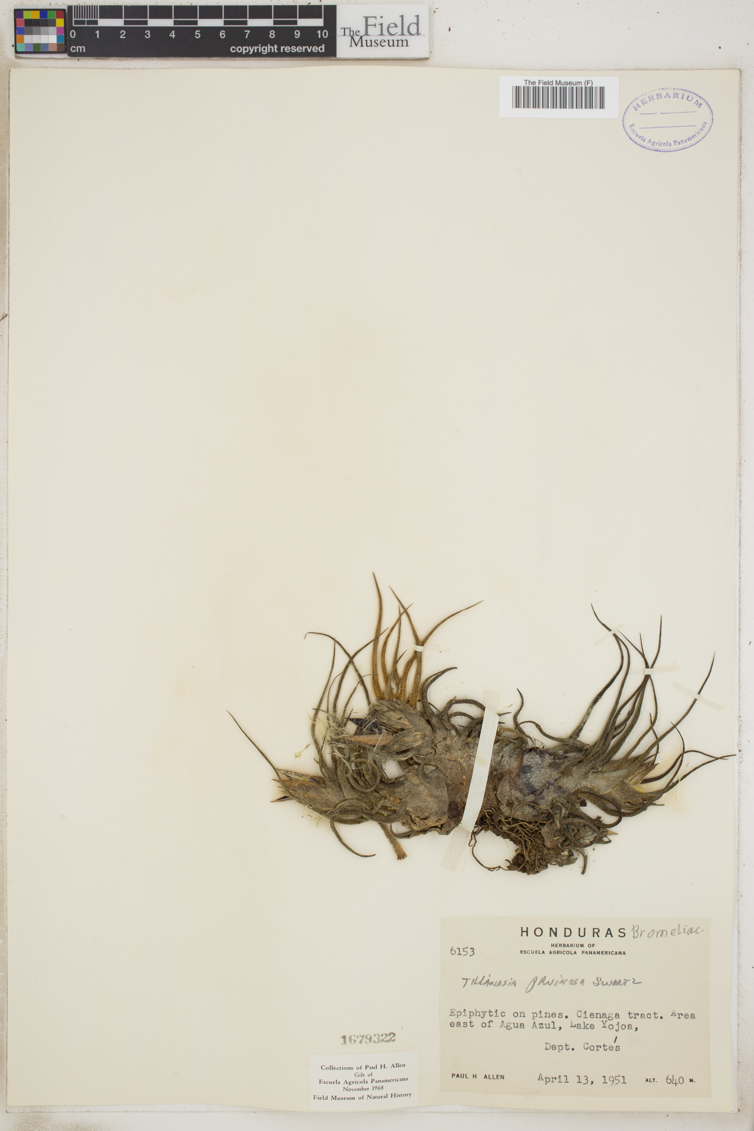 Tillandsia pruinosa image