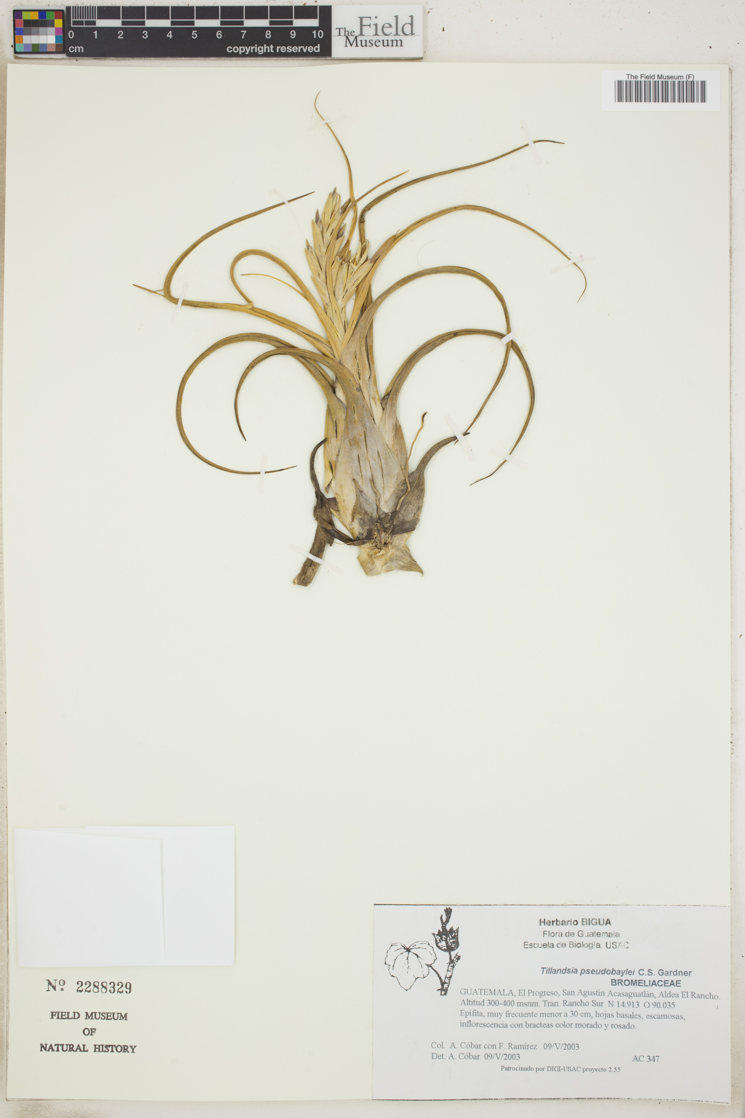 Tillandsia pseudobaileyi image