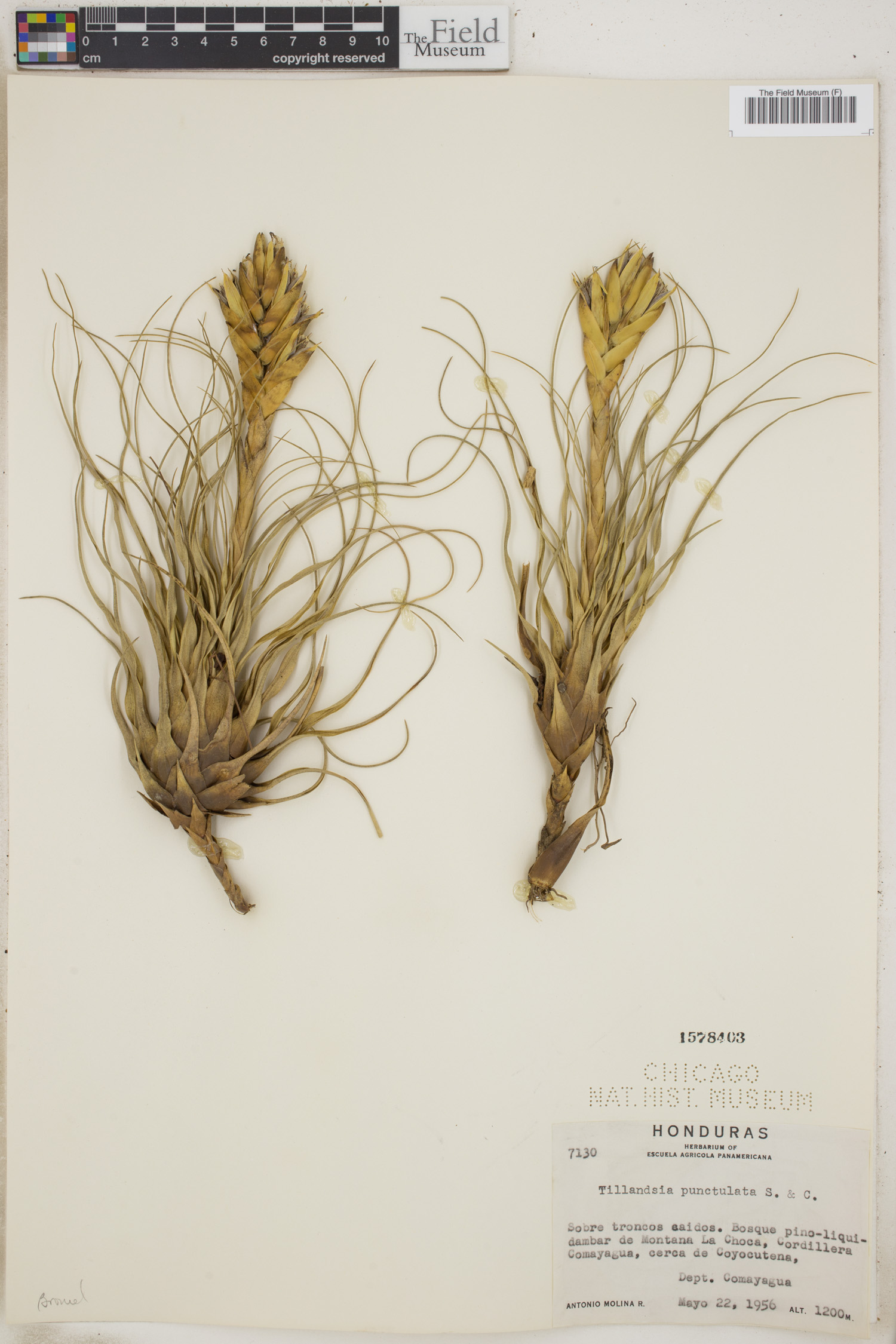 Tillandsia punctulata image