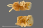 1164 Apterimus brasilius female, type, anterior end, ventral view