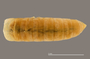 1164 Apterimus brasilius female, type, posterior end, dorsal view