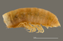 1164 Apterimus brasilius female, type, posterior end, lateral view