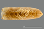 1164 Apterimus brasilius female, type, posterior end, ventral view