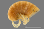 1164 Apterimus brasilius female, type, anterior end, lateral view