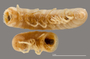 1164 Apterimus brasilius female, type, habitus, ventral view