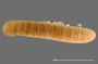 1164 Apterimus brasilius female, type, habitus, dorsal view
