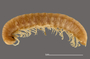 1164 Apterimus brasilius female, type, habitus, lateral view