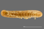 1164 Apterimus brasilius female, type, habitus, ventral view