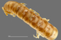 1165 cf. Gauchoma missionis male, holotype, anterior end, dorsal view