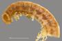 1165 cf. Gauchoma missionis male, holotype, anterior end, lateral view