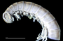 1165 cf. Gauchoma missionis male, holotype, anterior end, lateral view, UV