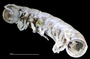 1165 cf. Gauchoma missionis male, holotype, anterior end, ventral view, UV